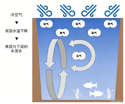 琵琶湖景观